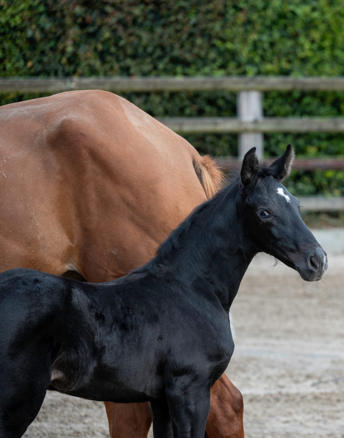 QUOKKA DE TALMA (Jacadi x Quaprice)