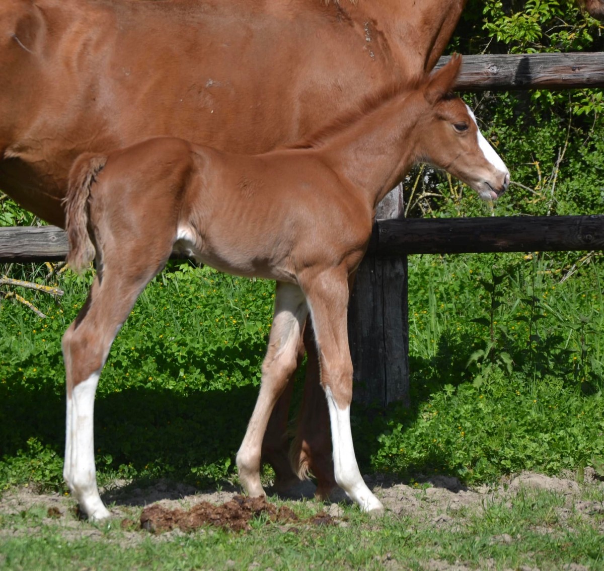 Muguet du Géry - Colore x Top Ten du Géry