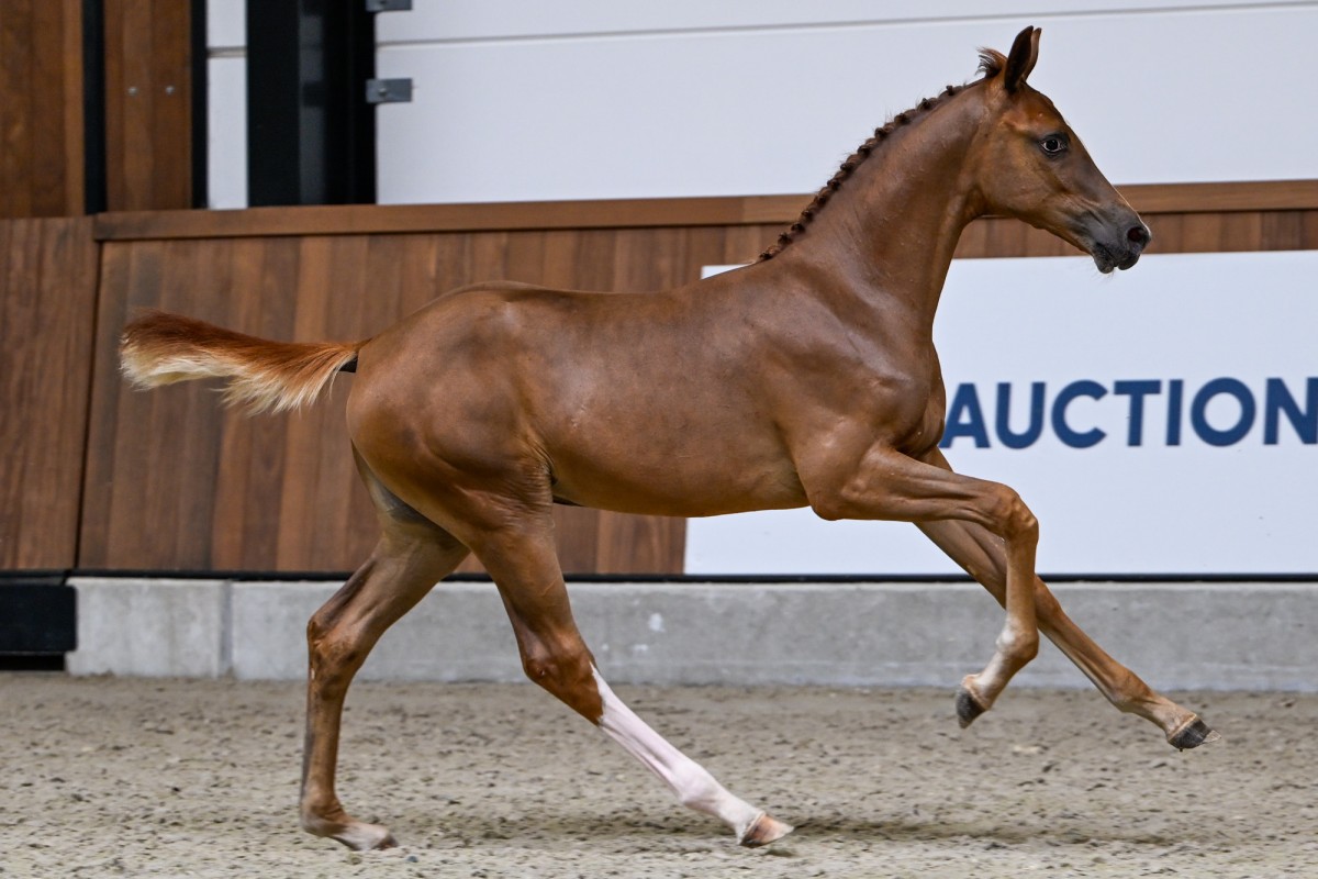 OLIVIA CHANTI Z (Orak D'Hamwyck)