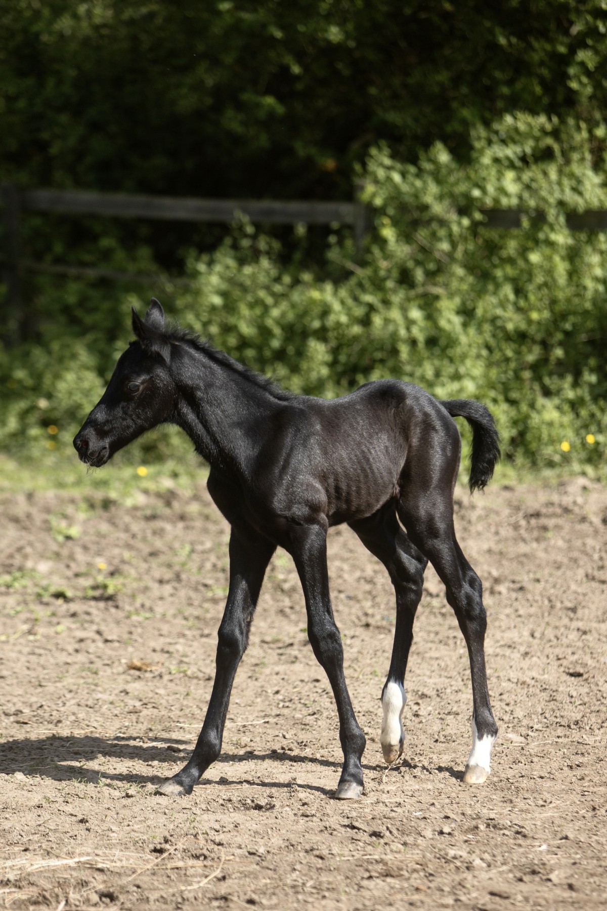 QUEST FOR LOVE (Jacadi du Paradis x COSINHUS)