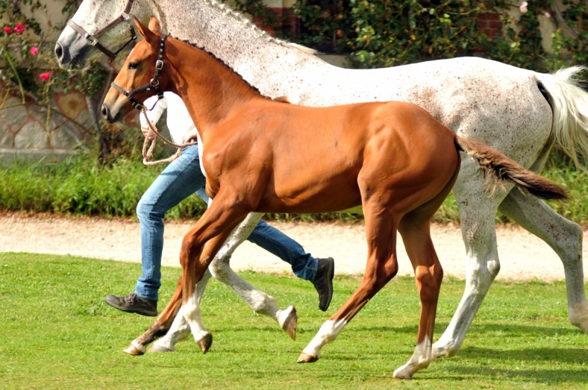 LIBERTA DU THOT - ROMANDO DE L'ABBAYE X NOUMEA DU THOT (FUSAIN DU DEFEY)