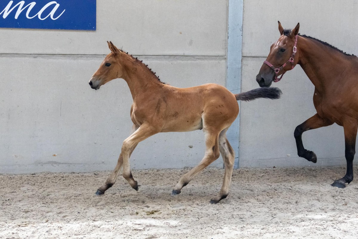 NOUMAI DU TAO (𝐉𝐎𝐋𝐈 𝐂𝐎𝐄𝐔𝐑 𝐃𝐔 𝐂𝐄𝐃𝐑𝐄 x NOUMA D’AUZAY)