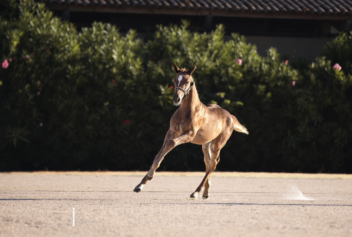 Nitescent des Pins _ Joli coeur x Cool corron cool Diamond (Amasham)