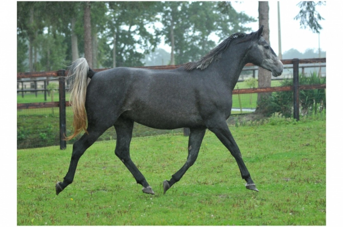 ILONA D'ALTENBACH - CANTURO X ROMY D'ALTENBACH (CANALETTO) - France Etalons
