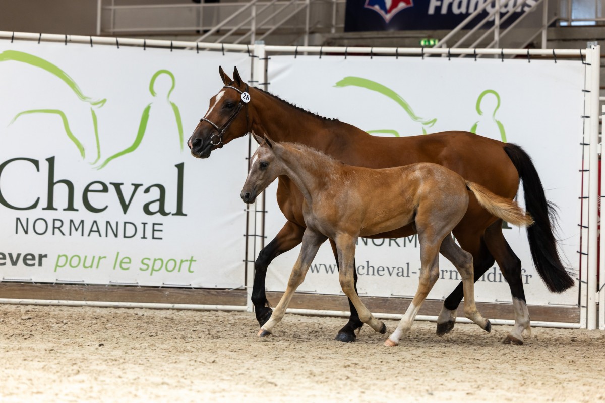 PERLE DES AJONCS par VANGOG