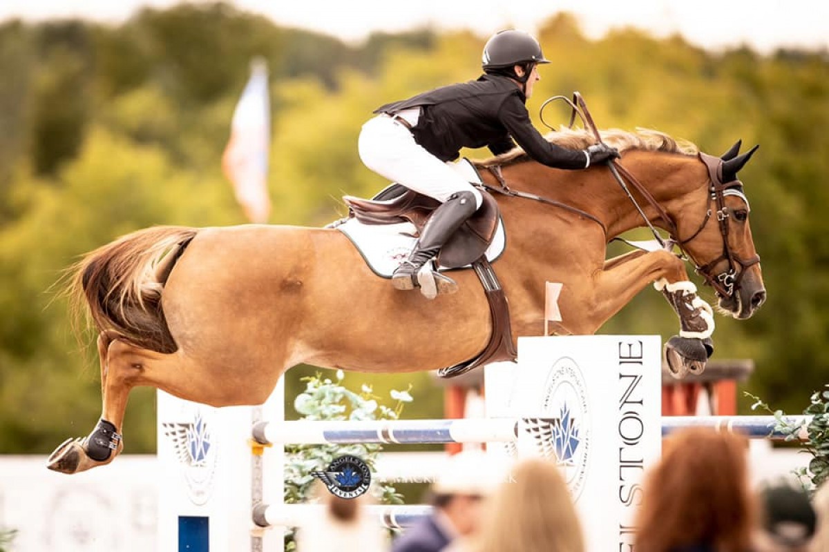 CHANEL DU CALVAIRE - LUCCIANNO X UNA DU CALVAIRE (KASHMIR VAN SCHUTTERSHOF)