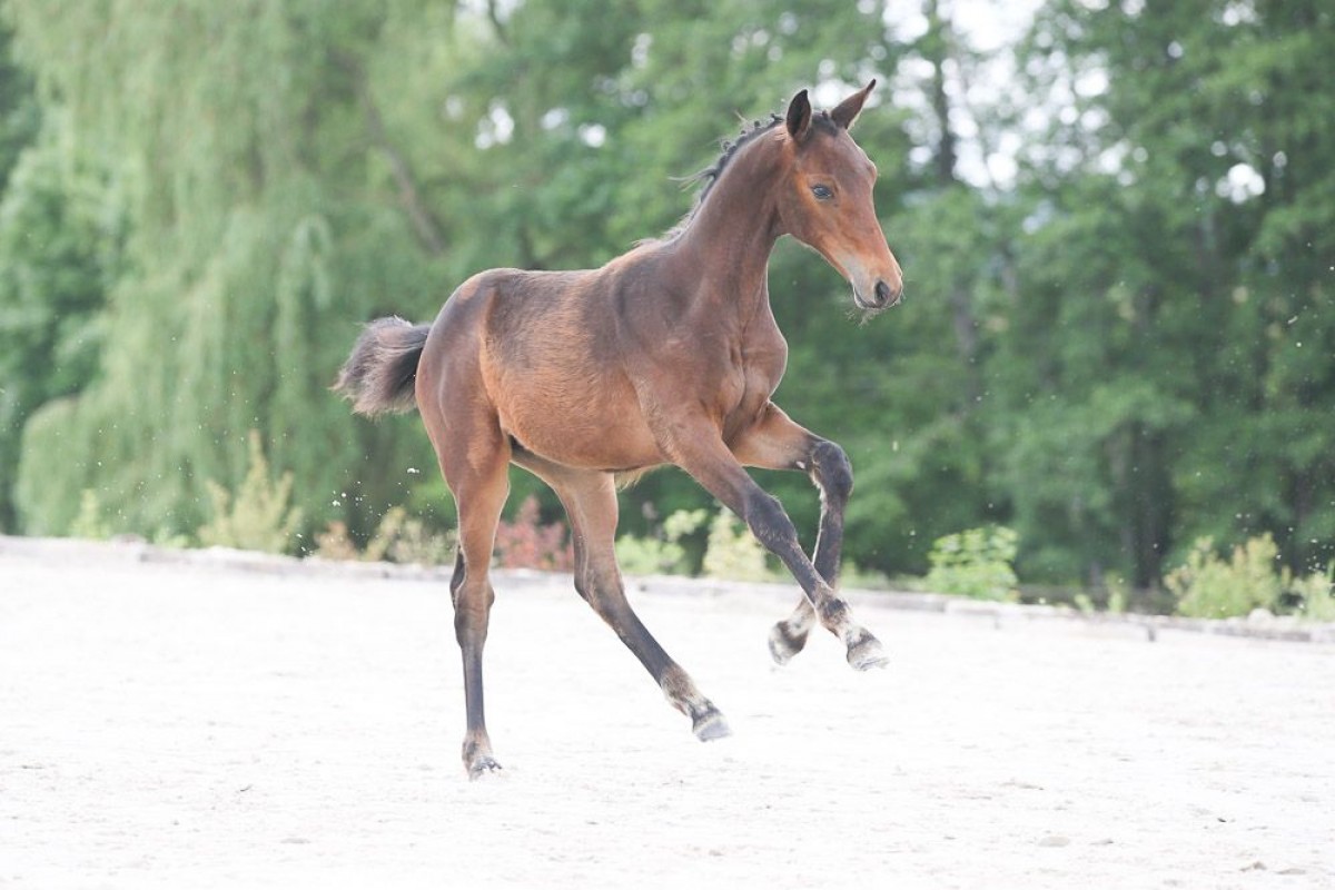 Miss de Talma - Colore x Quick Star x Diamant de Semilly