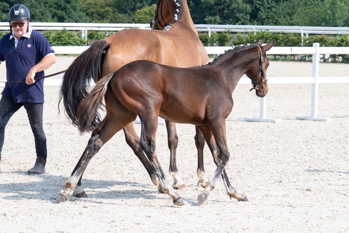 Pontiac de Loot Lubin (Sirius)