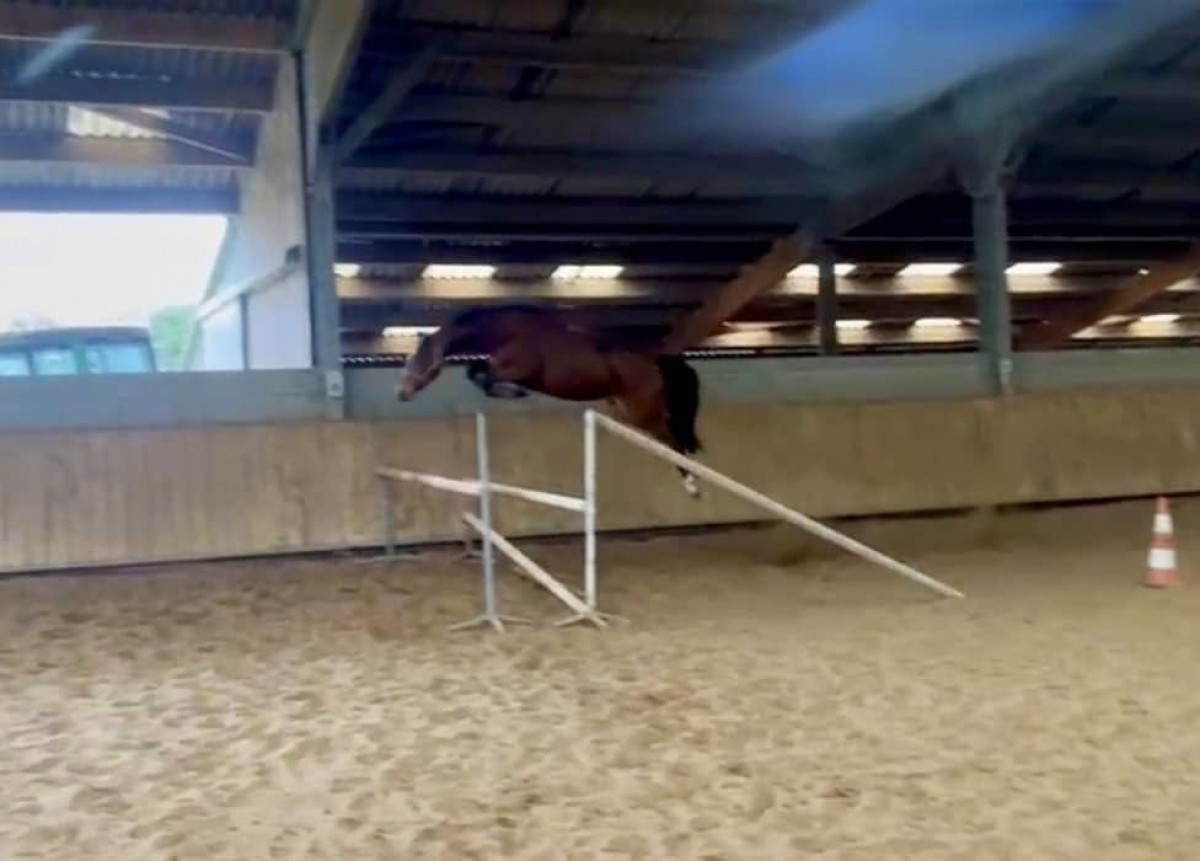 Qoud’coeur de la Loge x Damiro B