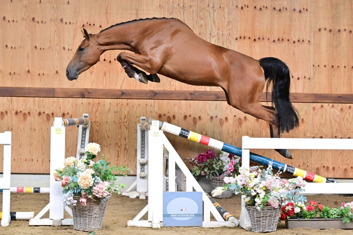 VAMIRO (Happy Landais x Chellano Z)