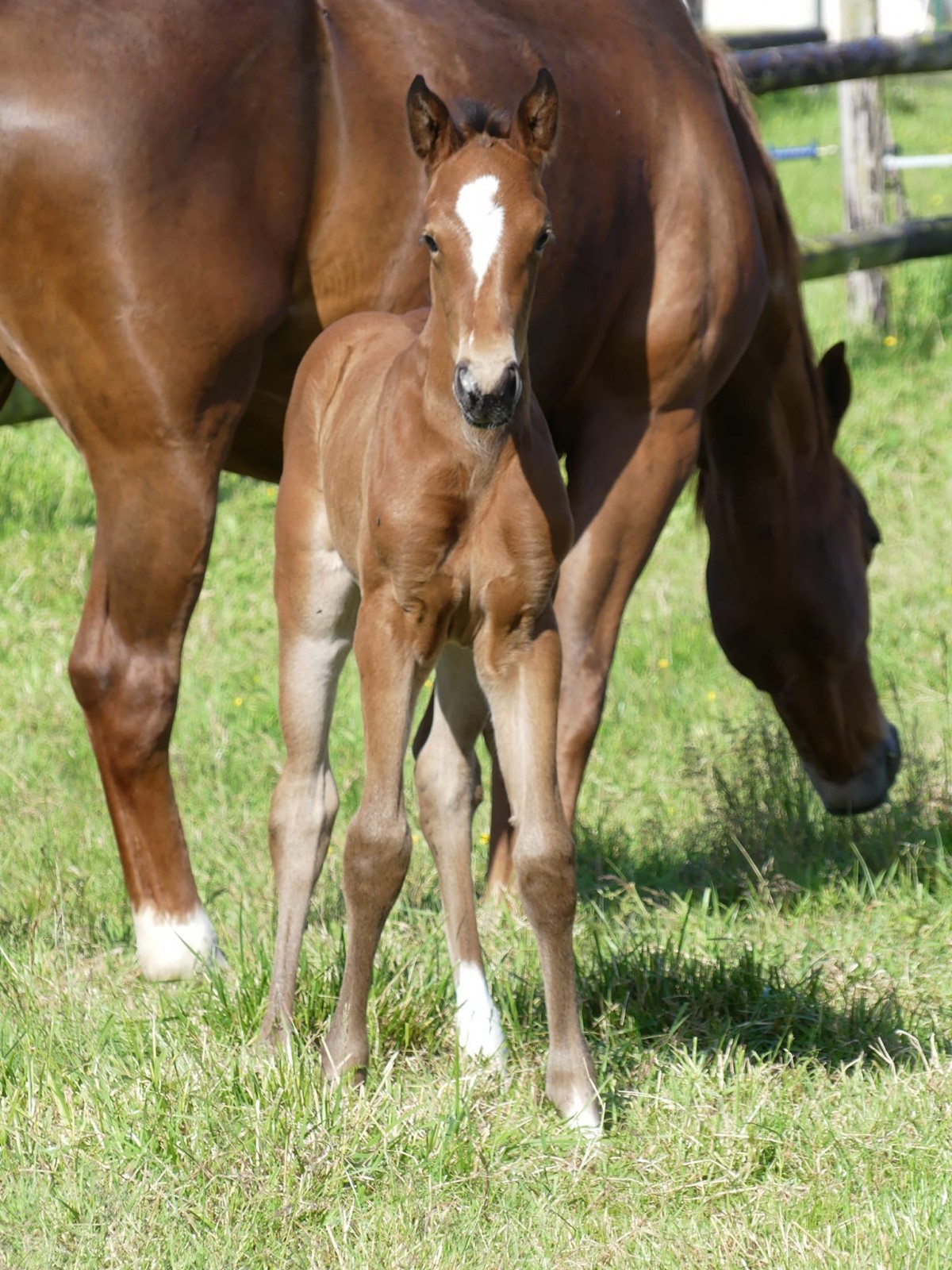 Qoud'cœur de la Loge x Flipper d'Elle
