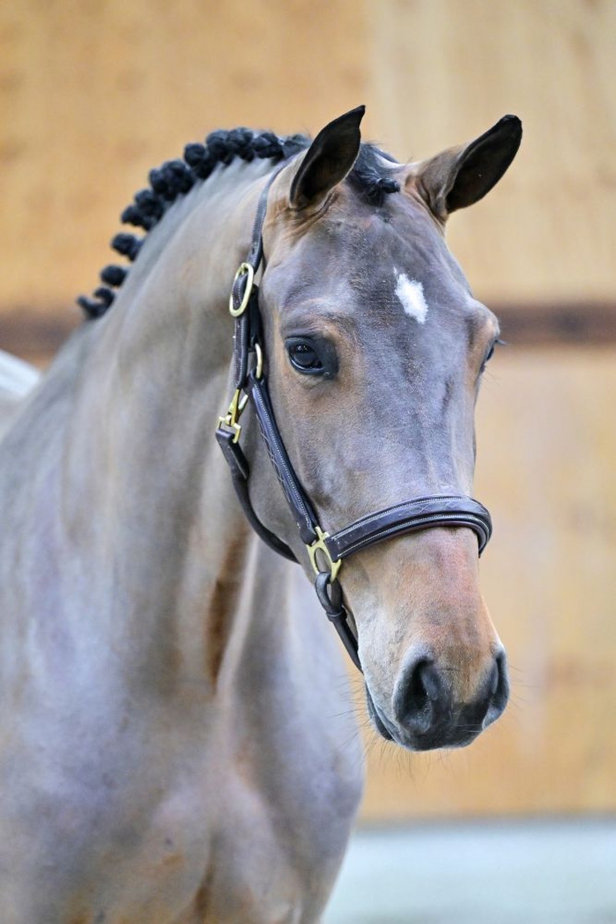 Wentana van ’t Blijbosch (Happy Landais x Iron Man vt Meulenhof)