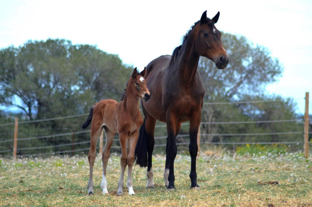 OR STRELLO PALM _ Huricane x Bastone Massuere (Acodetto)