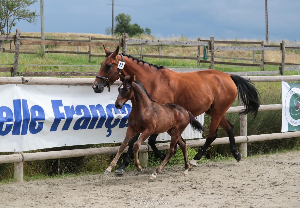 ORIENT DES IRIS (Jalou B x l'Arc de Triomphe)