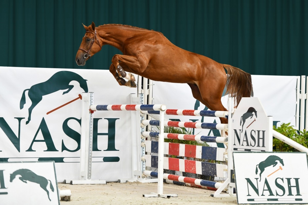 INTOX DU MESERAY - KAPITOL D'ARGONNE X COCAINE DU MESERAY (CONRAD) - France Etalons