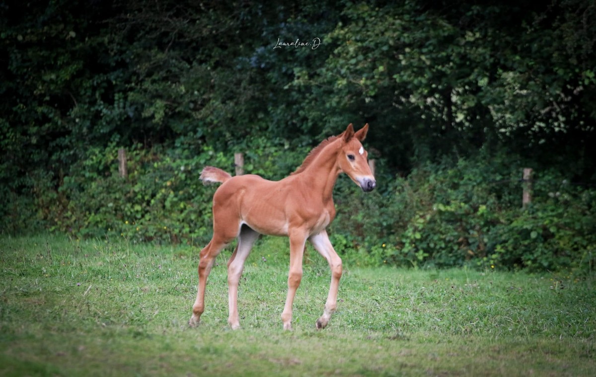 NINJA DU BARO (𝐉𝐎𝐋𝐈 𝐂𝐎𝐄𝐔𝐑 𝐃𝐔 𝐂𝐄𝐃𝐑𝐄 x HASTING DE MOYON)