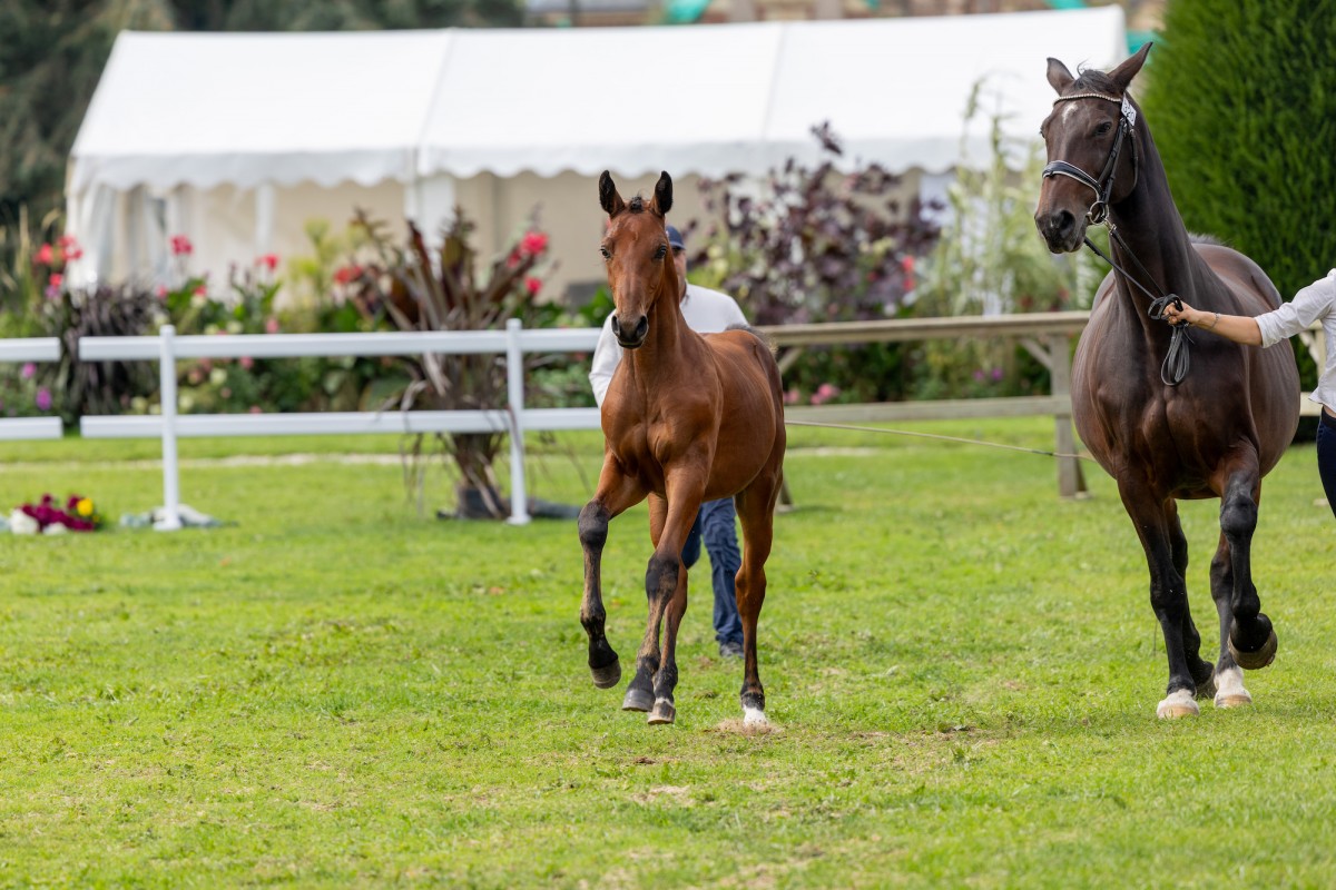 Pink Lady Love Utopia