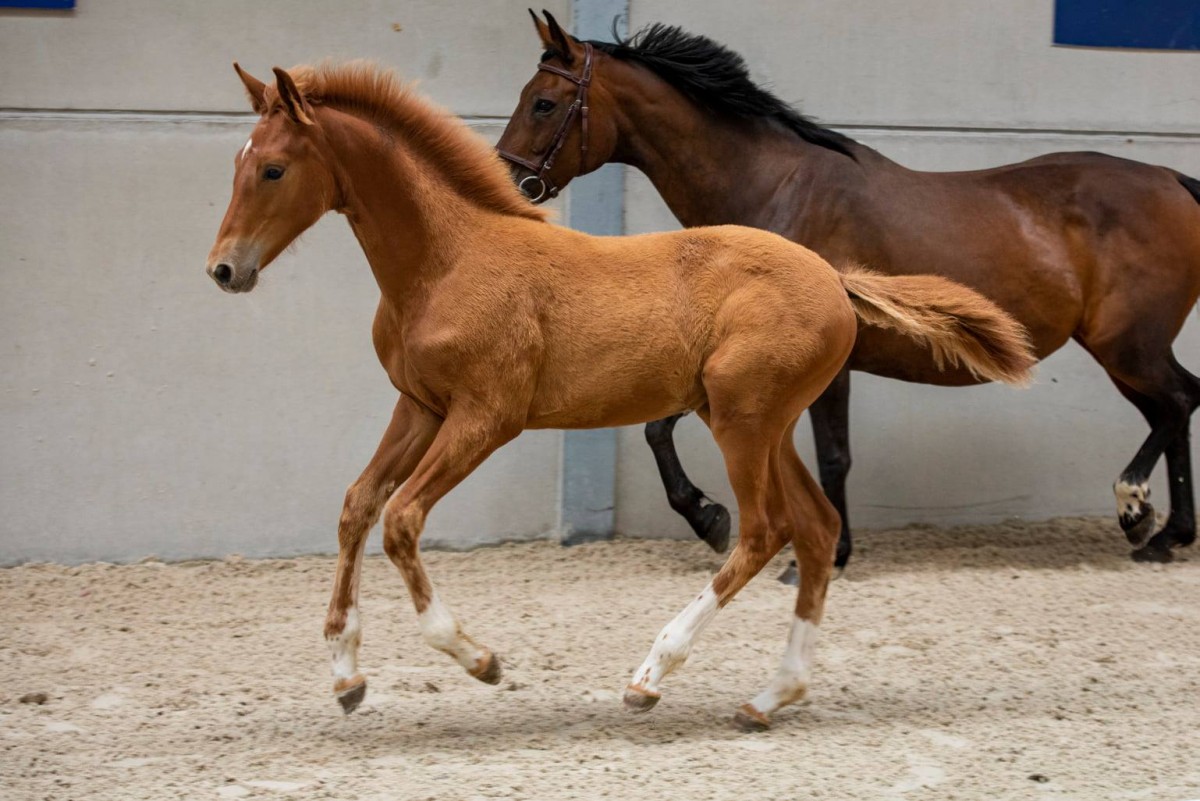LADY STAR DE FONTAINE - COCKTAIL DE TALMA X ZANDOR