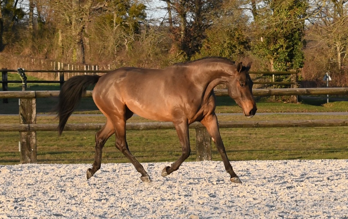 Jollygirl Riverland - Quatro x Lux Z