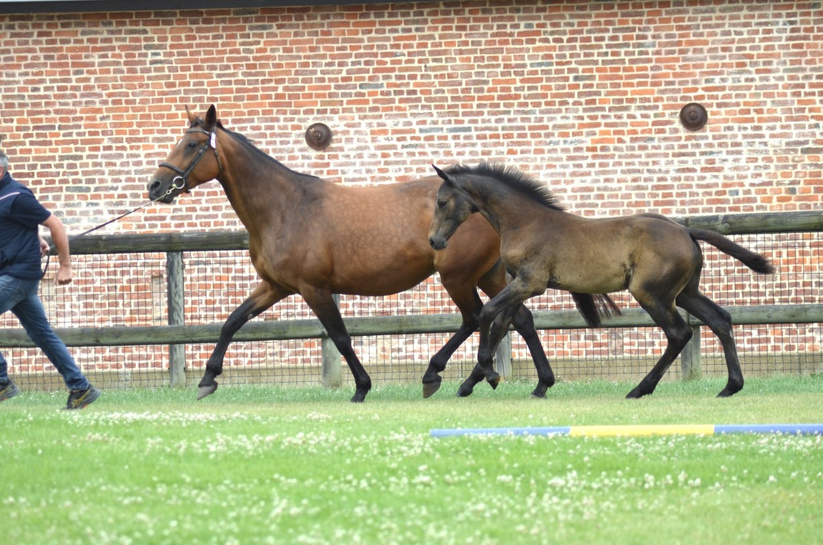 POPCORN COCO CL (Vangog x Emerald)