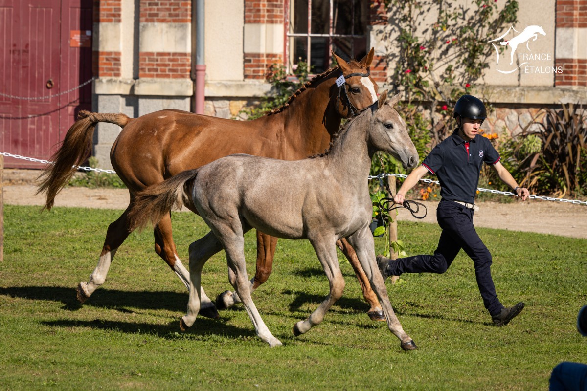 O'Malley de la Cassie