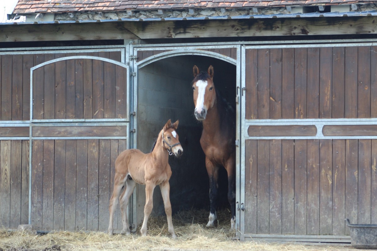 MATRIX DES COTIERES - FRIDAY TREIZE X ELFE DE B'NEVILLE