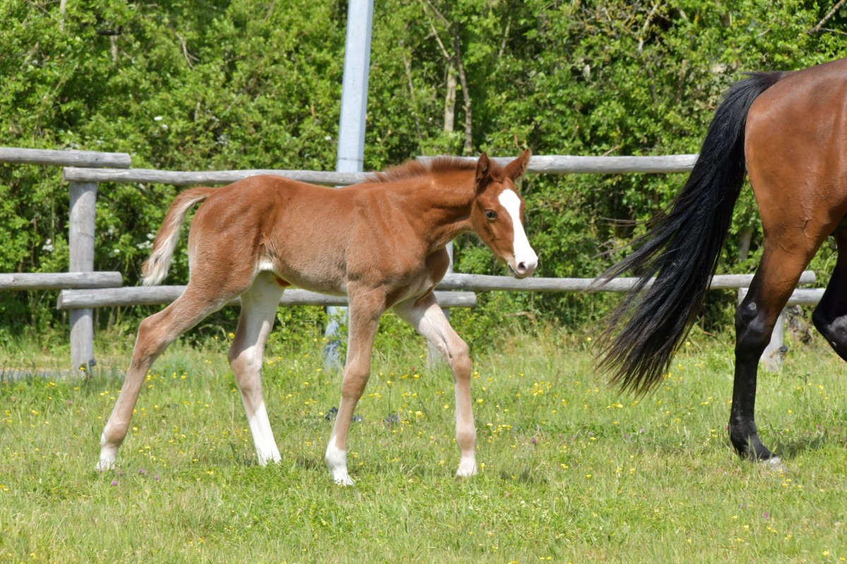 Louiseattac du Pinier - Colore x Mylord x Verdi HN