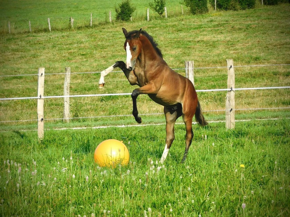 Quatro de Riverland X Arioso du Theillet