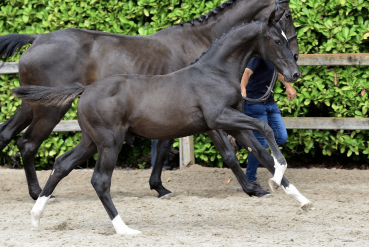 CASANOVA VH REUKENIS Z _ Casallo x Kannan