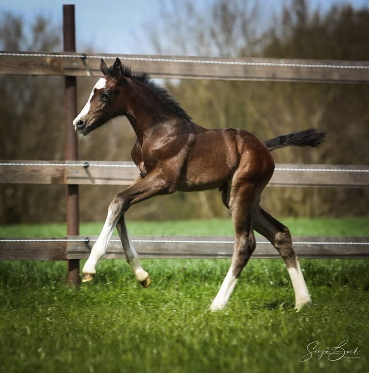 𝗭𝘂𝗰𝗰𝗲𝗿𝗼 𝘅 𝗖𝗵𝗲𝗽𝗲𝘁𝘁𝗼