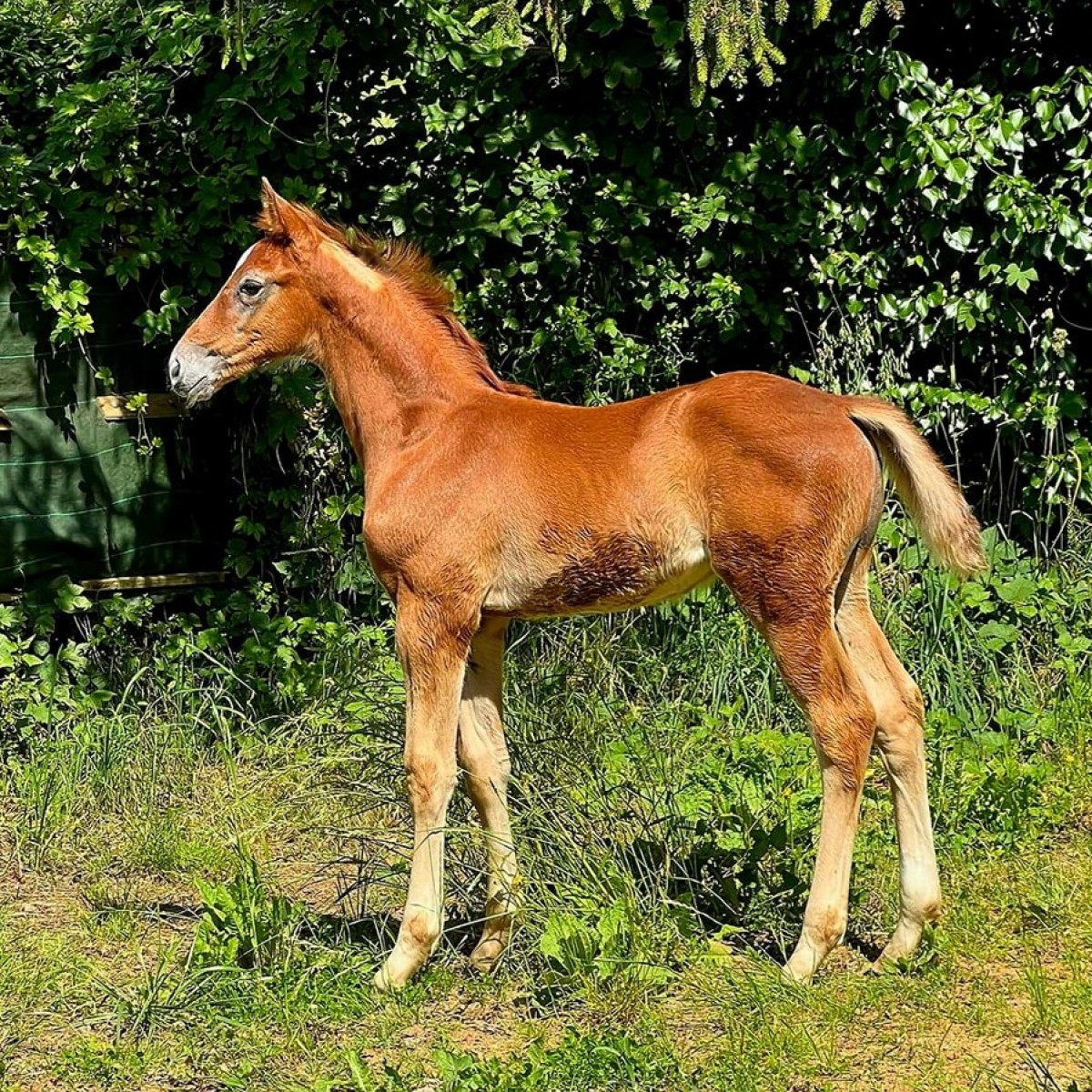 Oracio de Brunel 𝗭𝗨𝗖𝗖𝗘𝗥𝗢 𝘅 𝗞𝗮𝗽𝗶𝘁𝗼𝗹 𝗱'𝗔𝗿𝗴𝗼𝗻𝗻𝗲