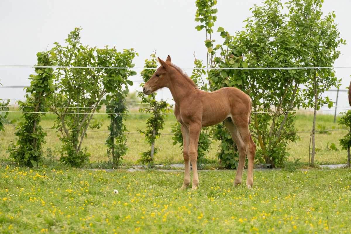 QUOKLICO CHOISI (Guerymax Nouvolieu x Dollar dela Pierre)