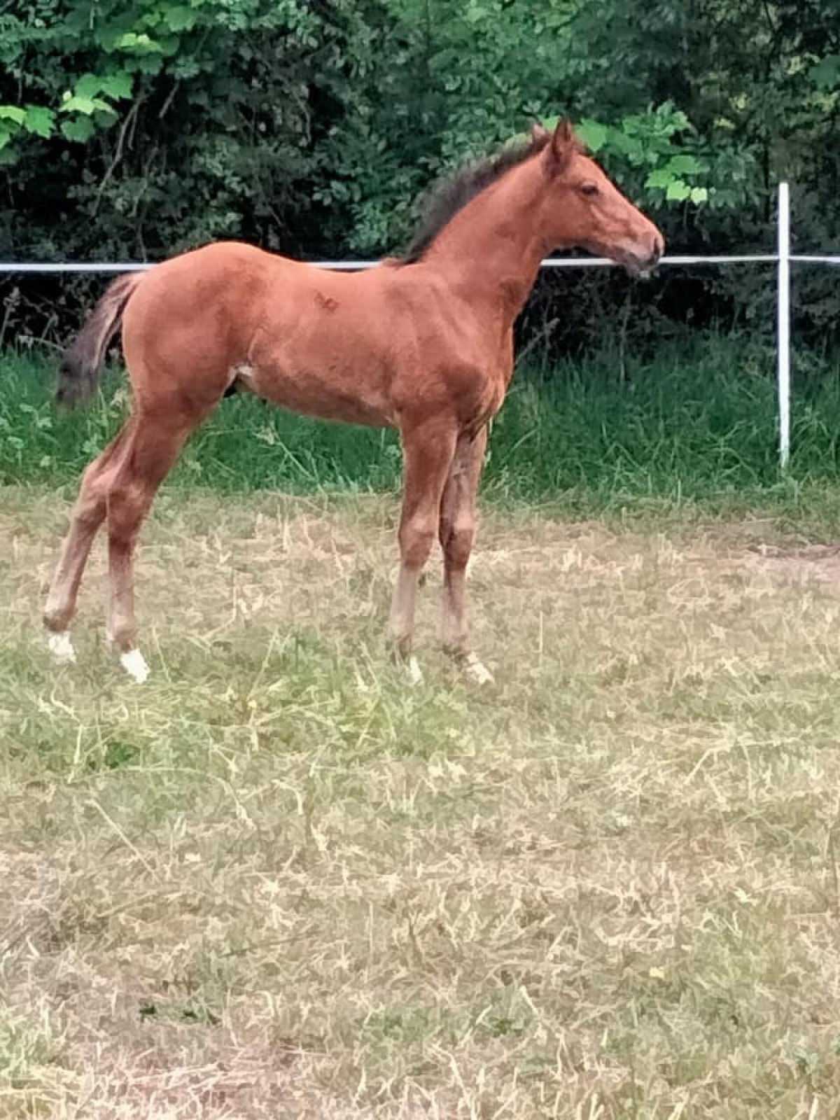 Colore x Elan de la Cour