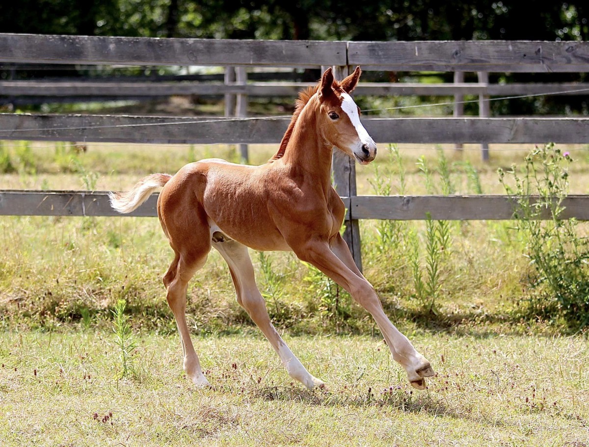 Nozigann Ar Koe _ Joli Coeur x Eligann Ar Koe (Tzigano)