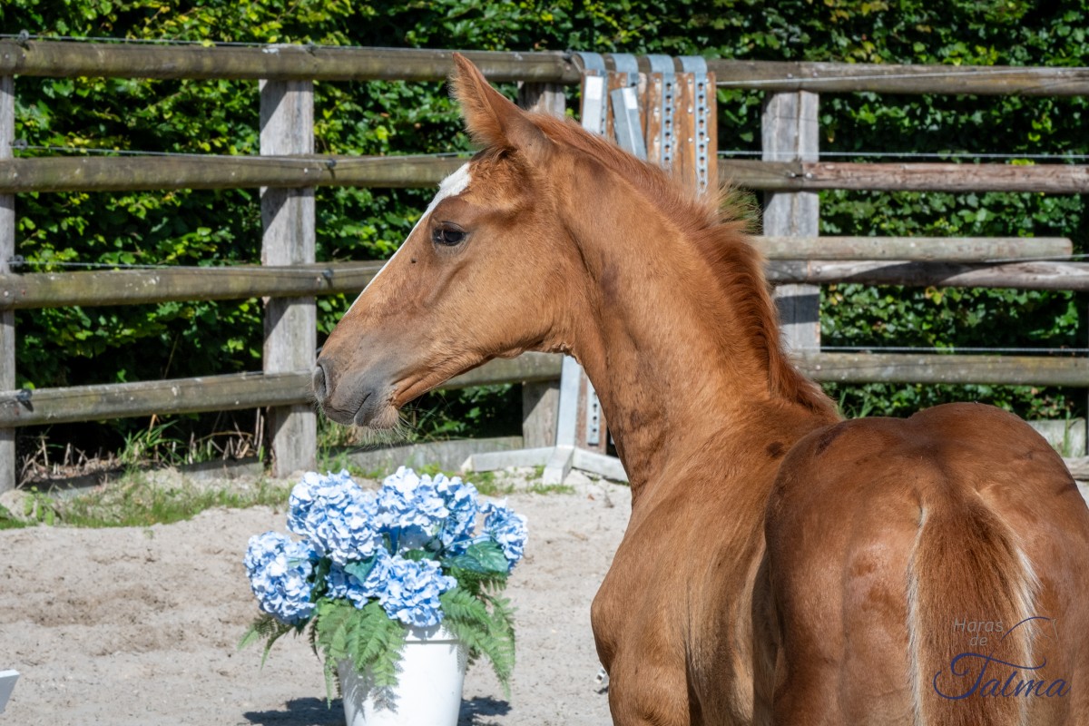 P.. DE CHAMICY (Lincoln x Allumeuse) (10)