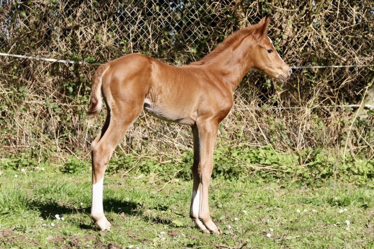 LOVEUR DE STARTUP x POTTER DU MANAOU