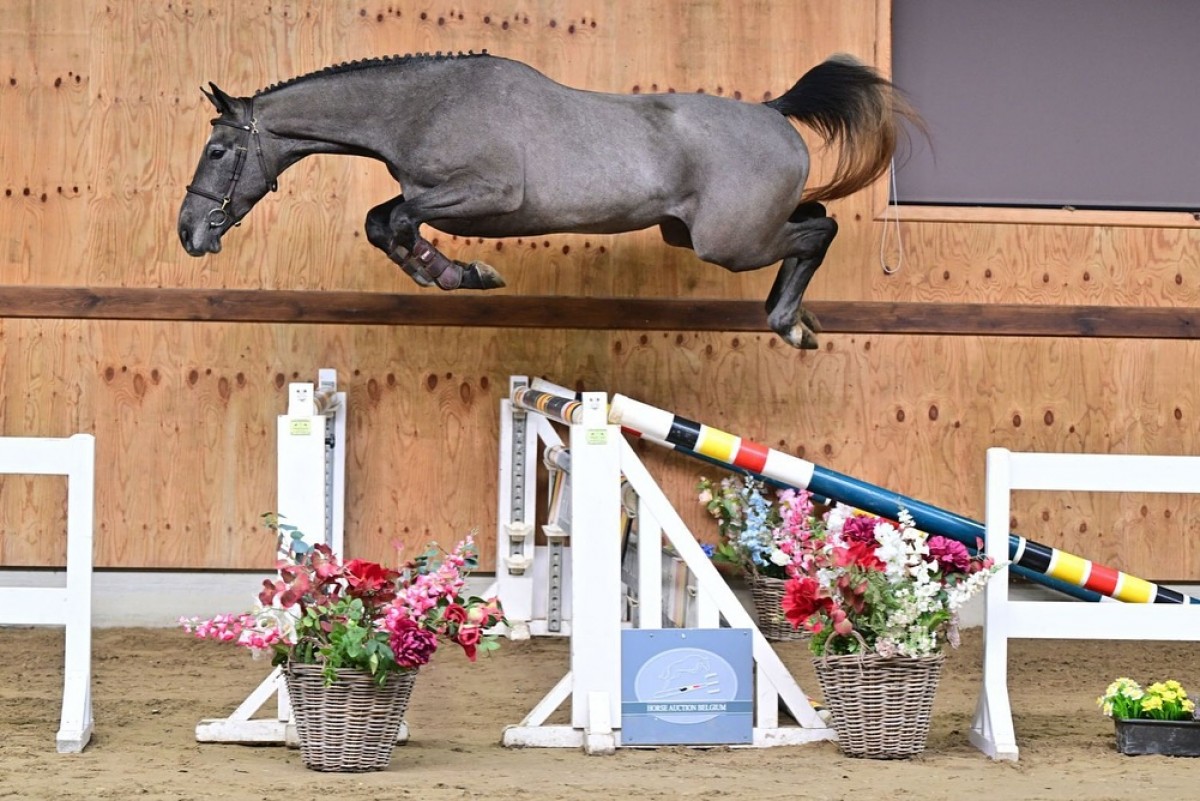 ORANGE BLOSSOM SPECIAL Z (Orak D’Hamwyck)