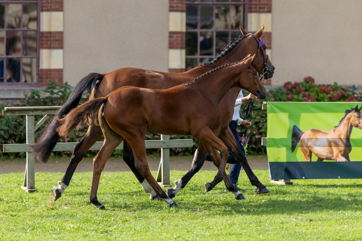 PEPITE DE LA MOILIERE par SIRIUS BLACK