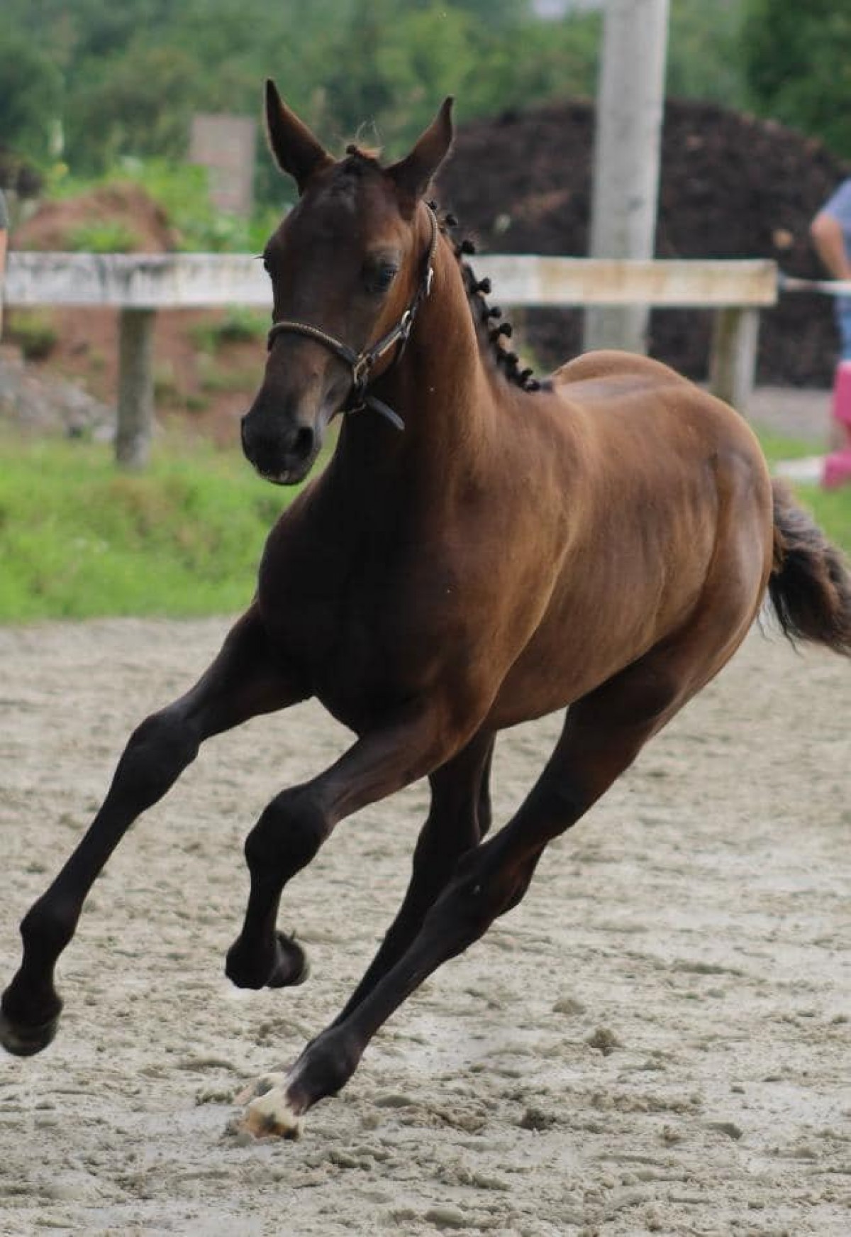 Optimiste de Monray (x Jalou)