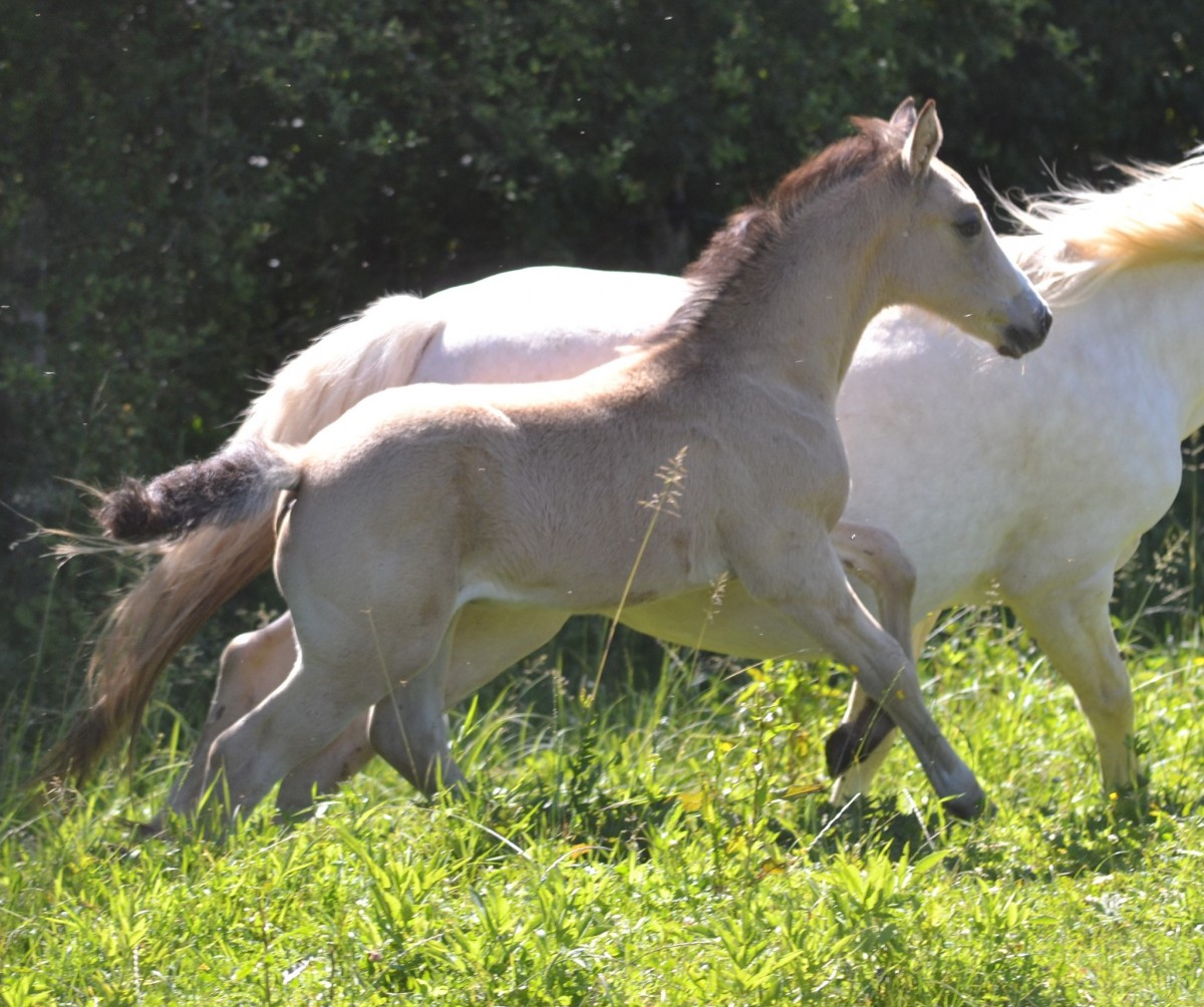 Quatro x Jade d’Eck