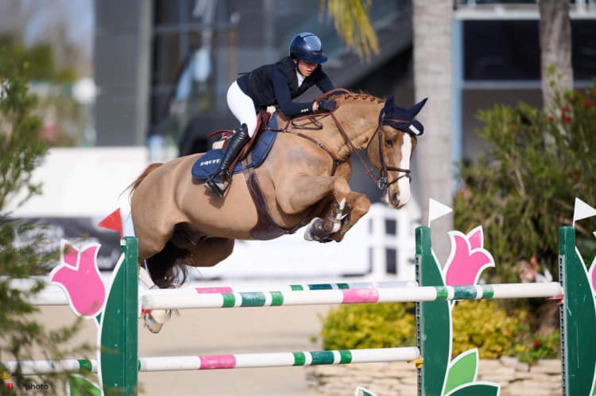 BALANDIN DES MATIS - PADOCK DU PLESSIS X PERLE DE CHEUX (TRESOR DE CHEUX)