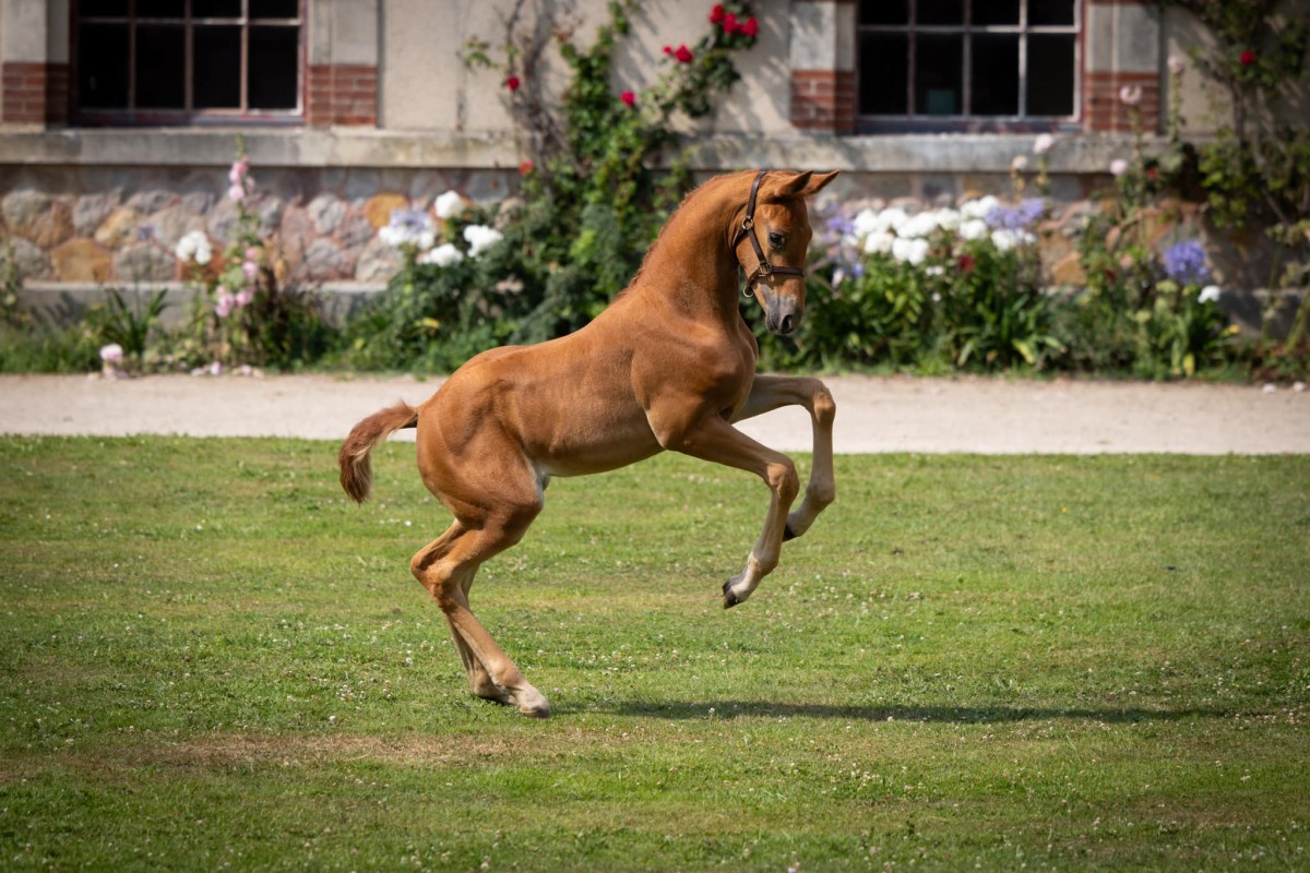 NAKIA DE BUCAILLE _ Joli Coeur x Ecume du Marais (Vegas du Thot)