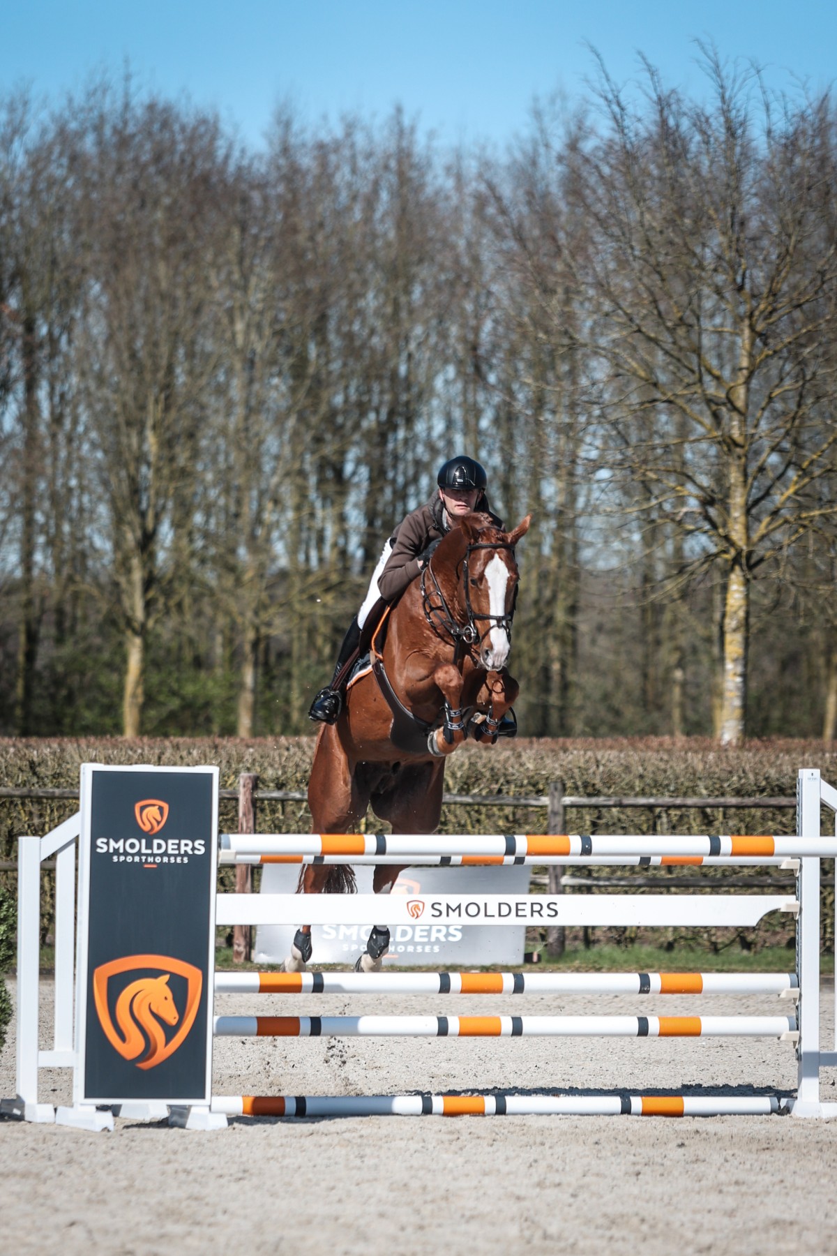 EXELSIOR OPTIMUS Z (Ermitage Kalone x Bamako de Muze)