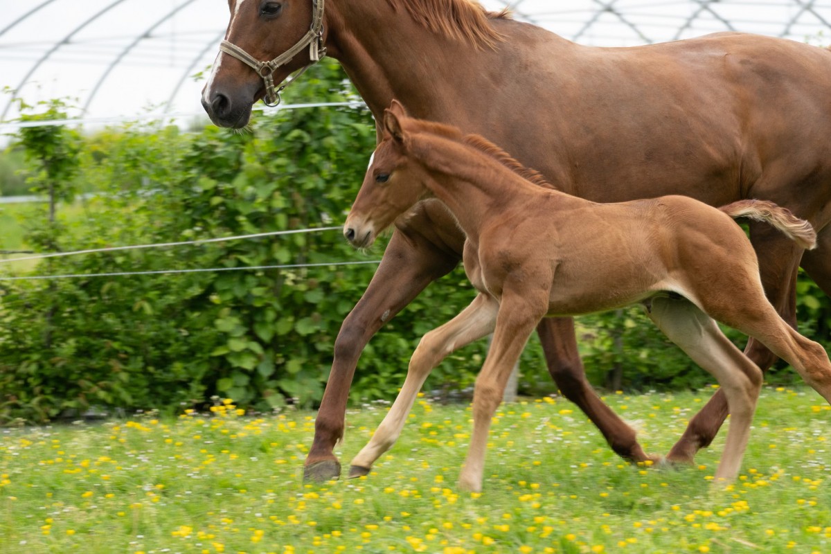 QUOKLICO CHOISI (Guerymax Nouvolieu x Dollar dela Pierre)