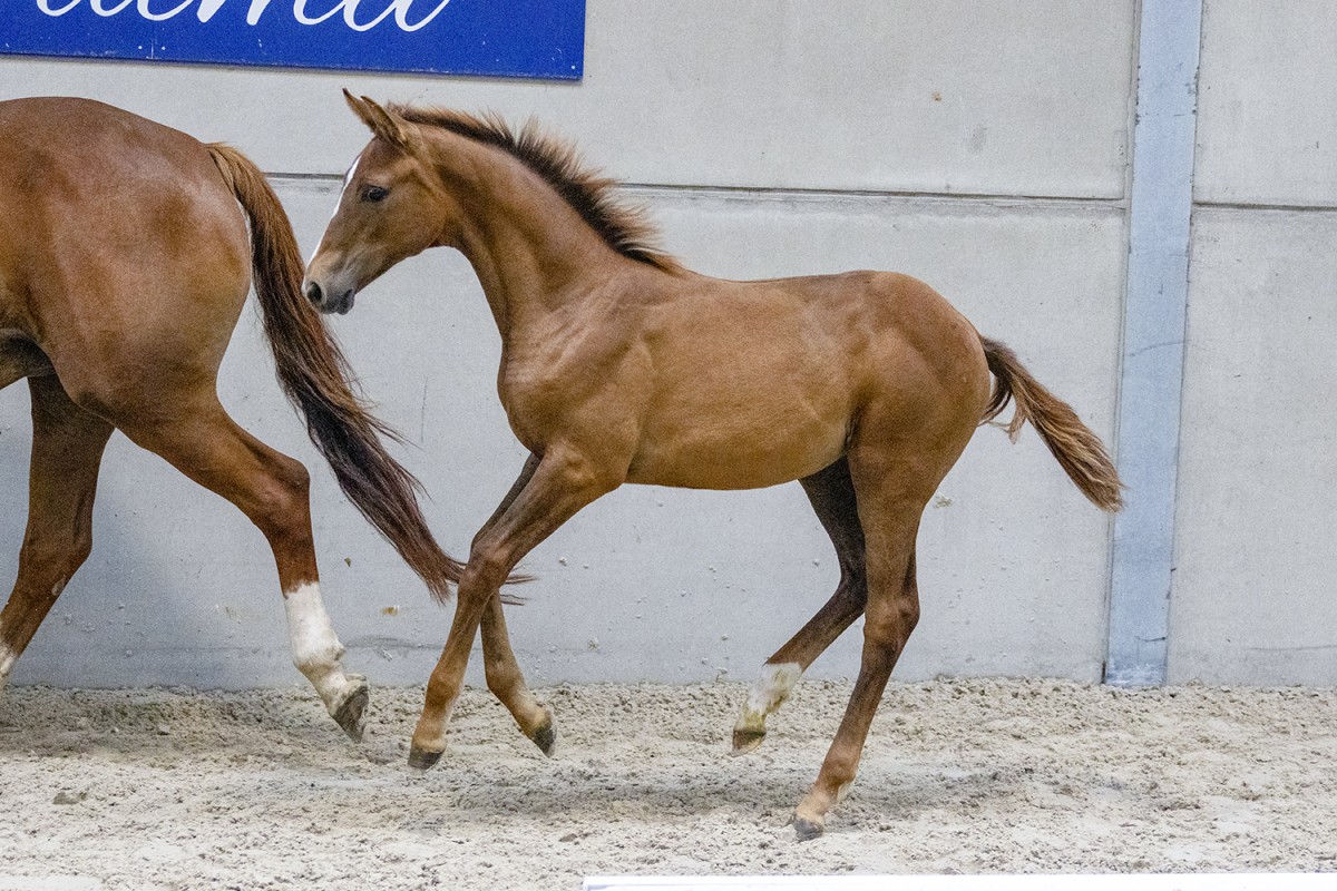 NIAGUARA DE LAPLEURRE - Armitages x Daytona de Lapleurre (Kapitol d'Argonne)