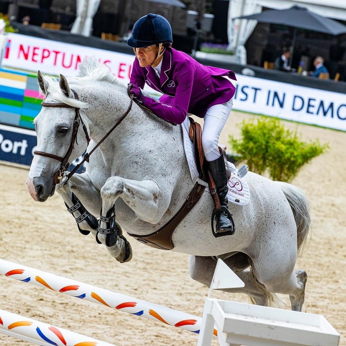 VERTIGO DU DESERT - MYLORD CARTHAGO X KAMELIA DES BRUMES (ROBIN II Z)