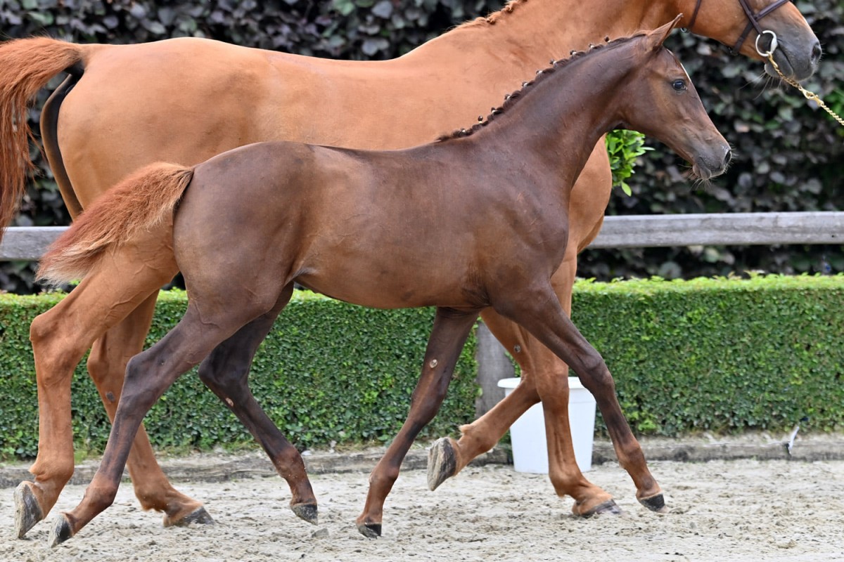 CALIMERA DM Z - Casallo x Chin Chin