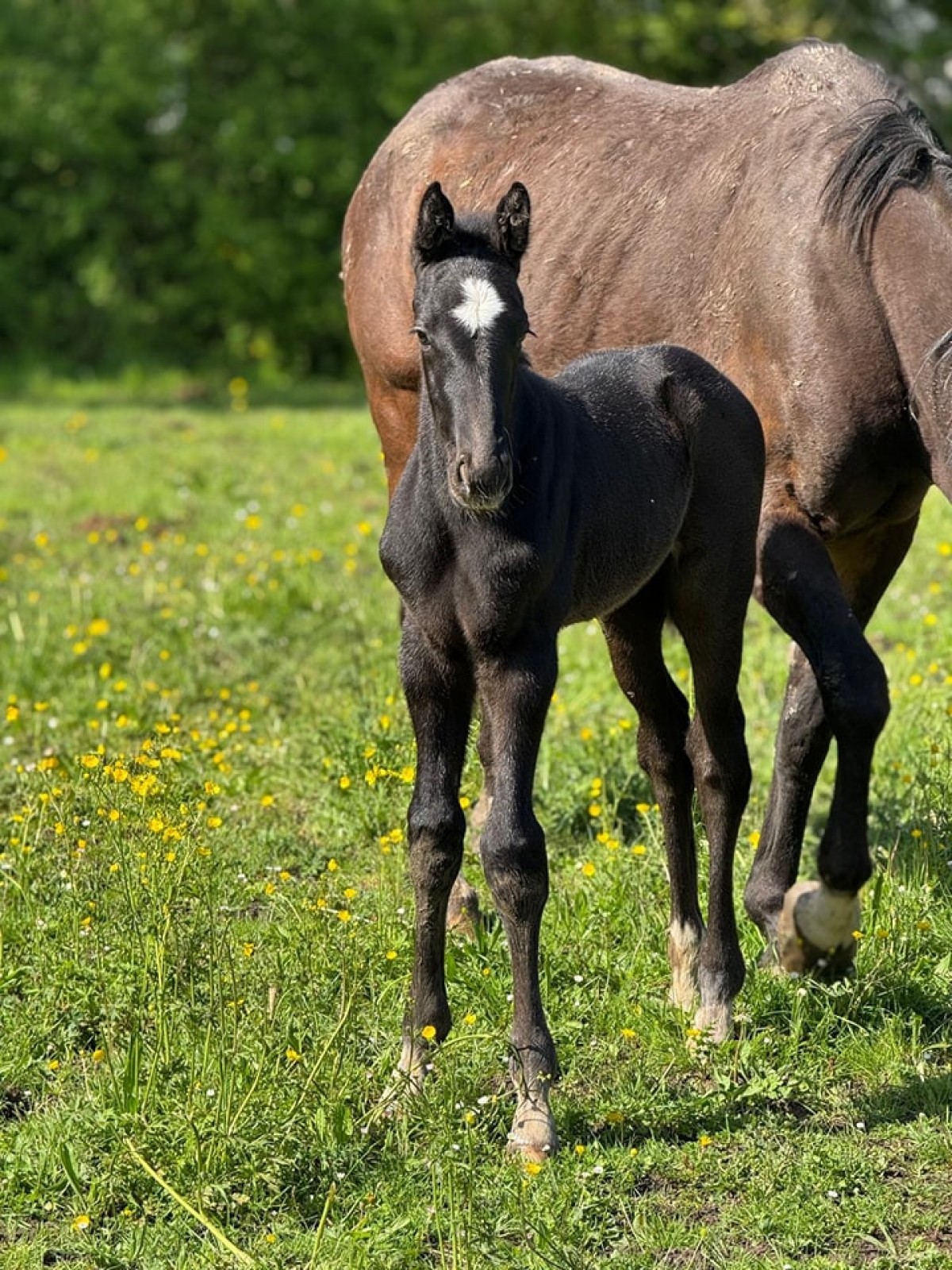 𝗭𝗨𝗖𝗖𝗘𝗥𝗢 𝘅 𝗩𝗶𝗴𝗼 𝗱'𝗔𝗿𝘀𝗼𝘂𝗶𝗹𝗹𝗲𝘀