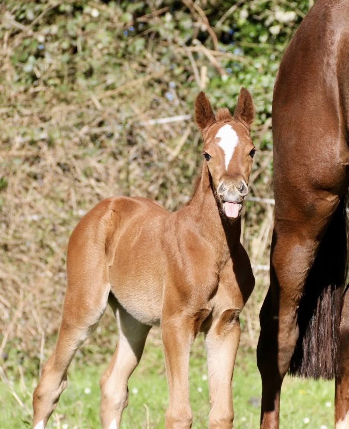 LOVEUR DE STARTUP x POTTER DU MANAOU