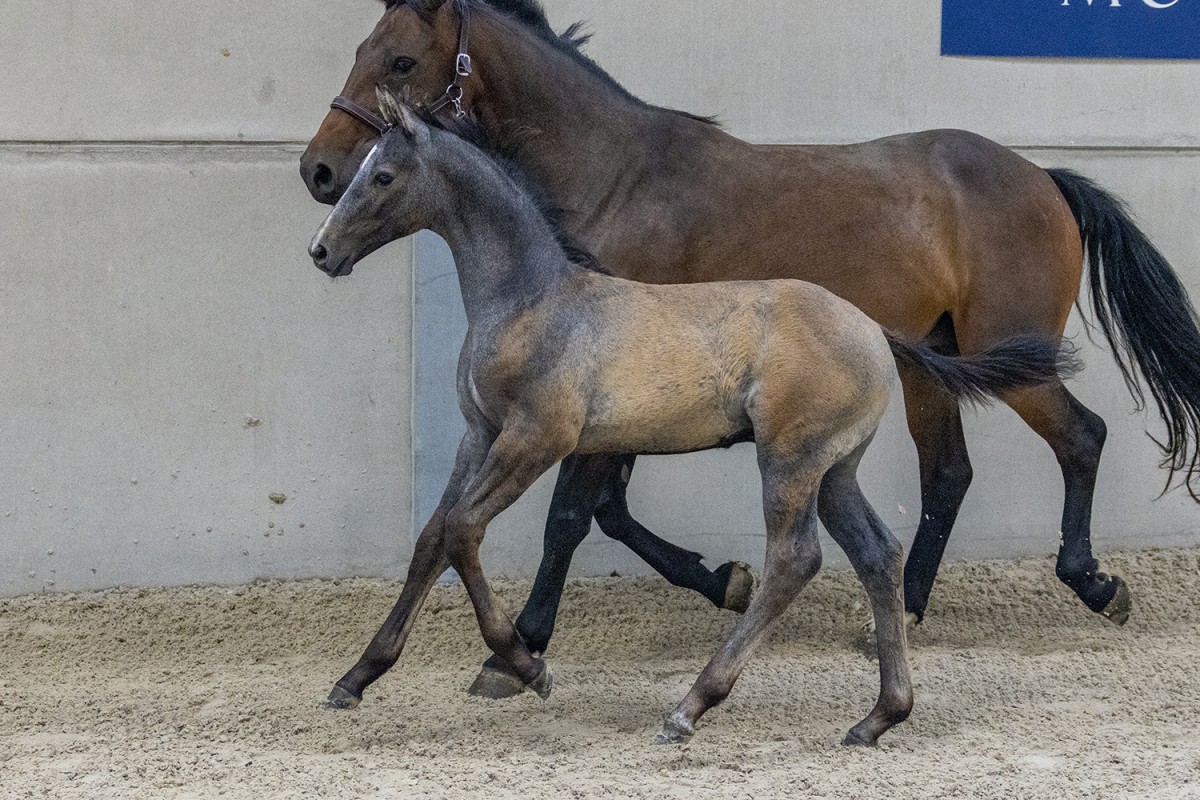 NEW STAR DE TALMA - Armitages x Donna Star de Talma (Quick Star)